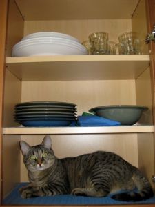 Catbinet Cat in a cabinet