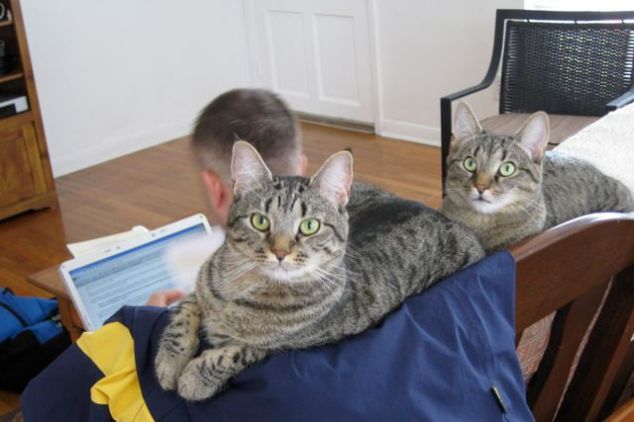 Kitty Train Kitty Train