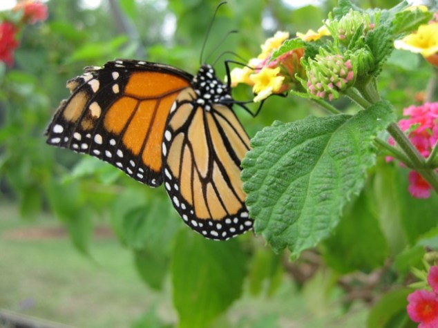 Butterfly sipping nectar from a flower