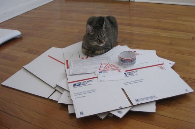 Vera Cares Cat and carboard boxes