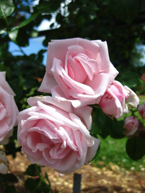 Pink Roses Pink Roses