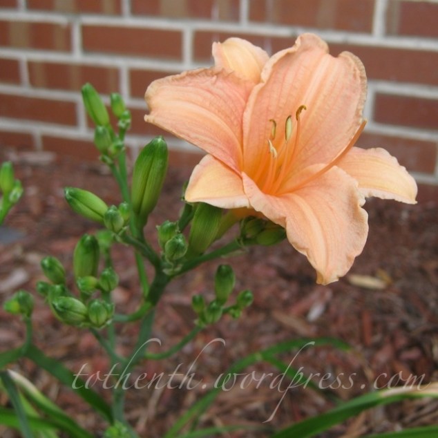 Solstice Lily Solstice Lily