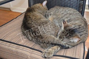 Sleeping Nose to... Tail