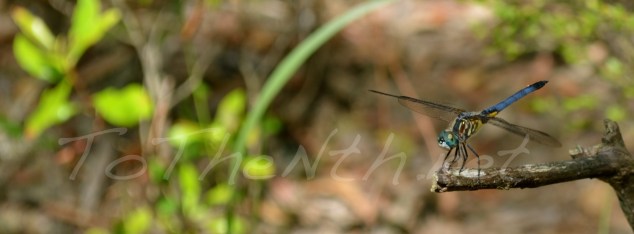 Blue Dasher dragonfly at a local state park.