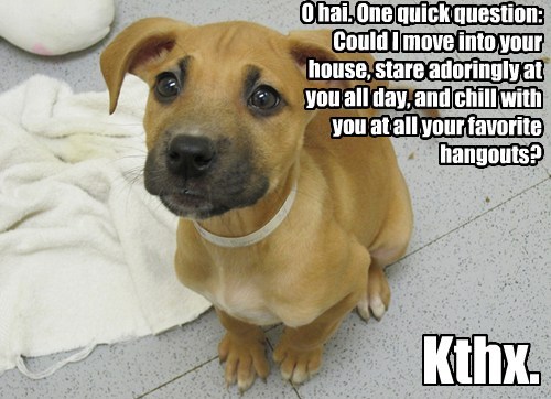 Psalm 27 Puppy. Picture by bullcitydogs on Flickr, licensed under Creative Commons. Source: http://www.flickr.com/photos/bullcitydogs/5085583464/