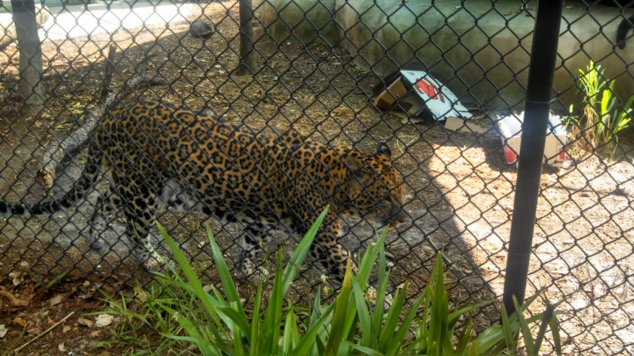 IMG_20130813_112347_742.jpg image