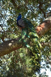 February 2014: Peacock up a tree